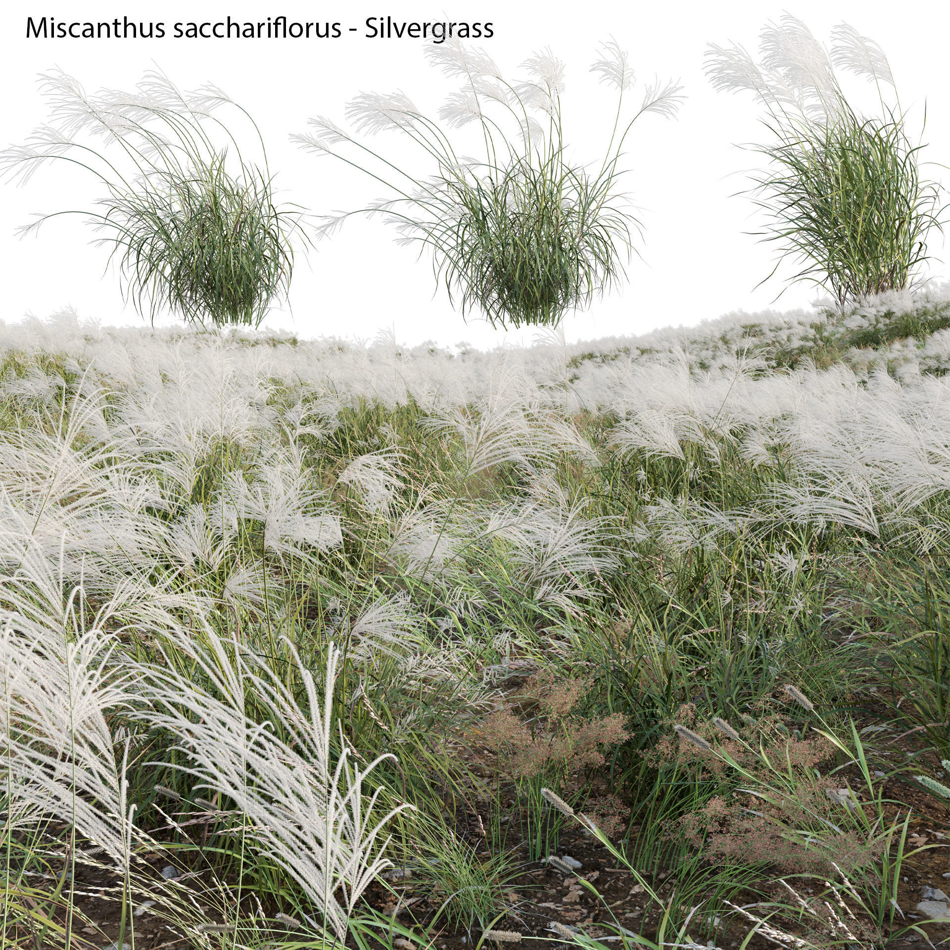 Miscanthus sacchariflorus - Silvergrass 03 3D model_1