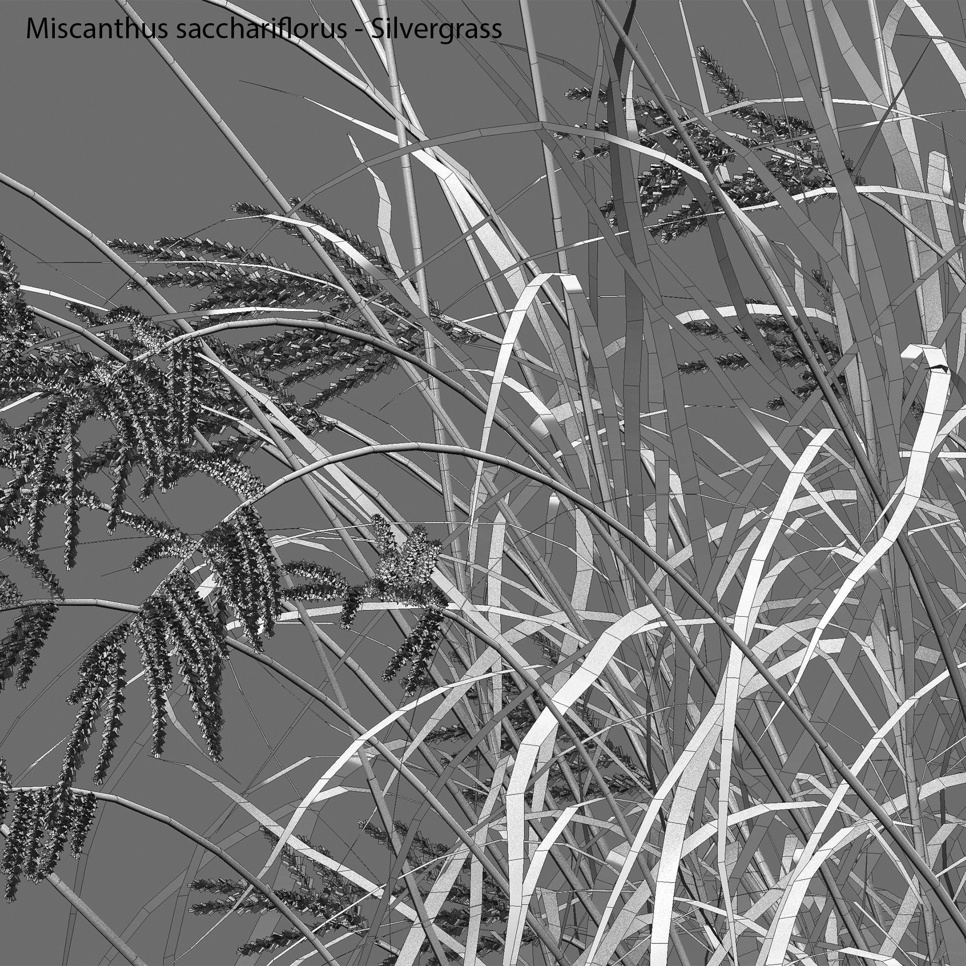 Miscanthus sacchariflorus - Silvergrass 03 3D model_6