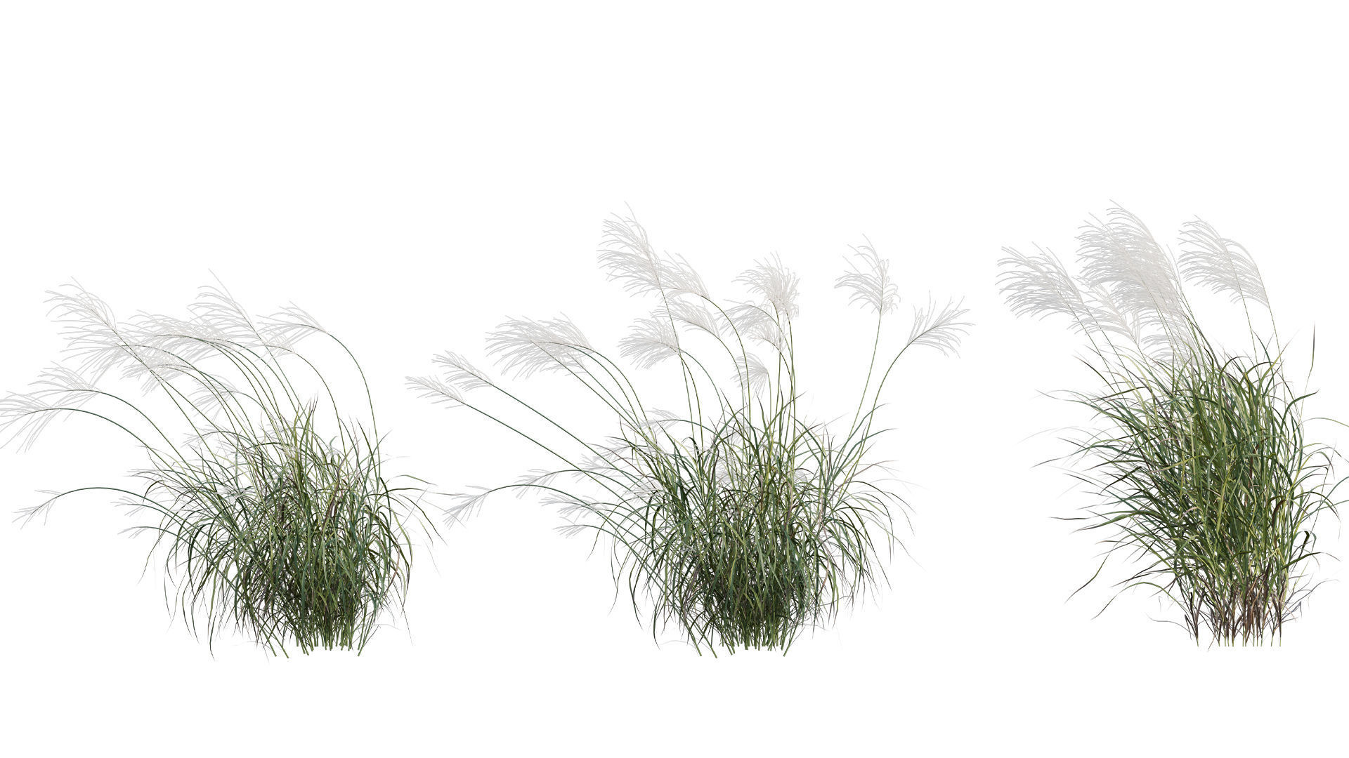Miscanthus sacchariflorus - Silvergrass 03 3D model_2