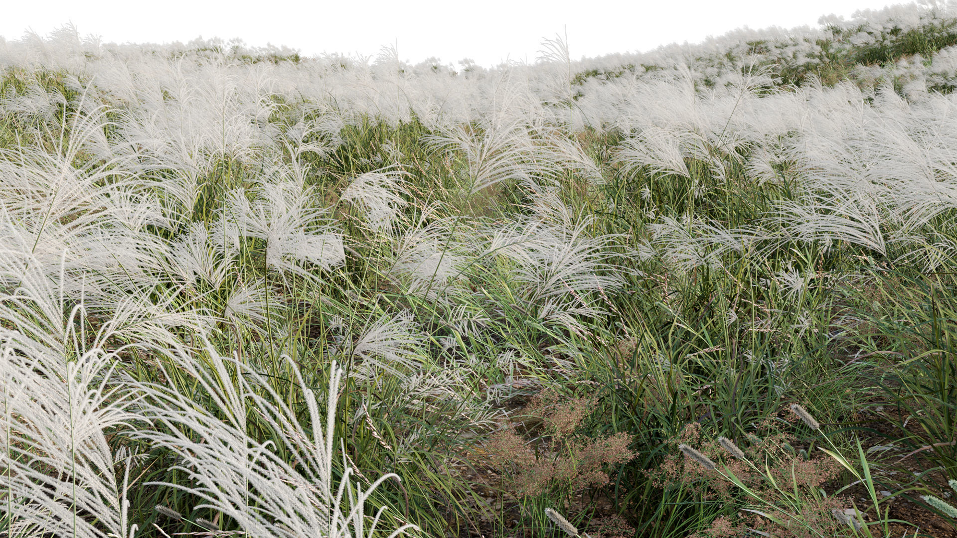 Miscanthus sacchariflorus - Silvergrass 03 3D model_9
