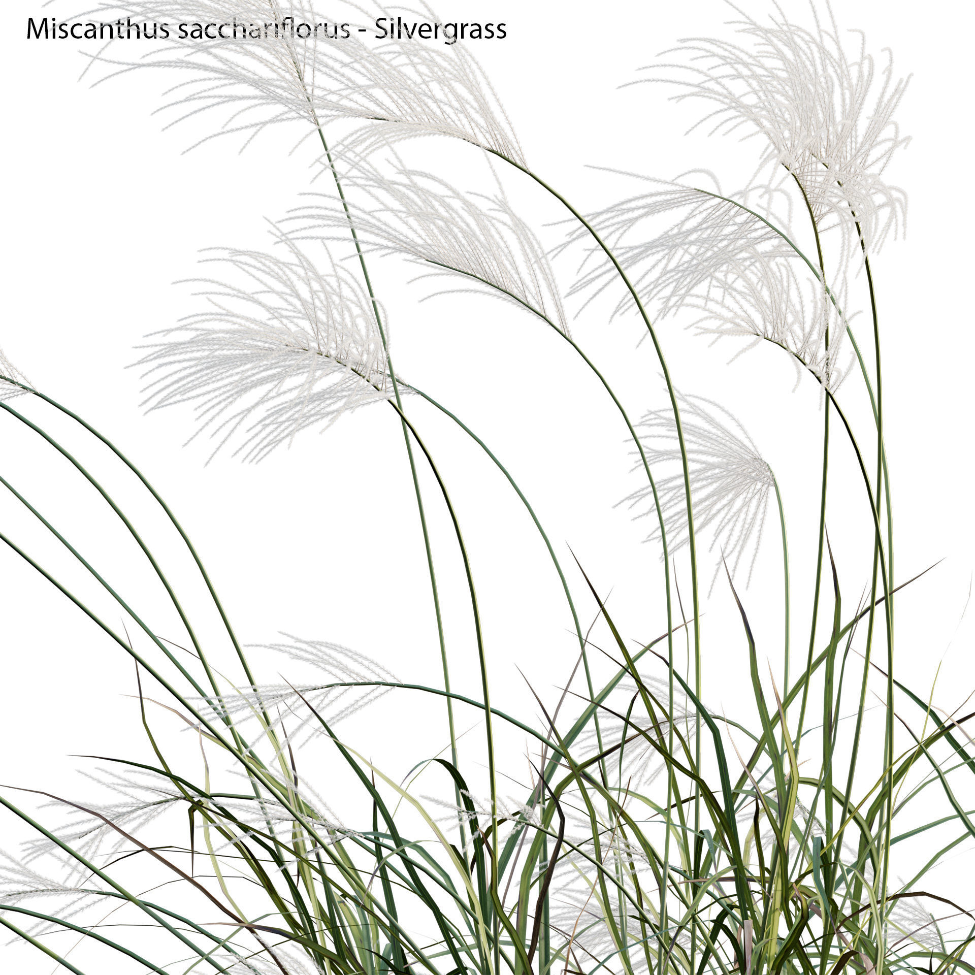 Miscanthus sacchariflorus - Silvergrass 03 3D model_5