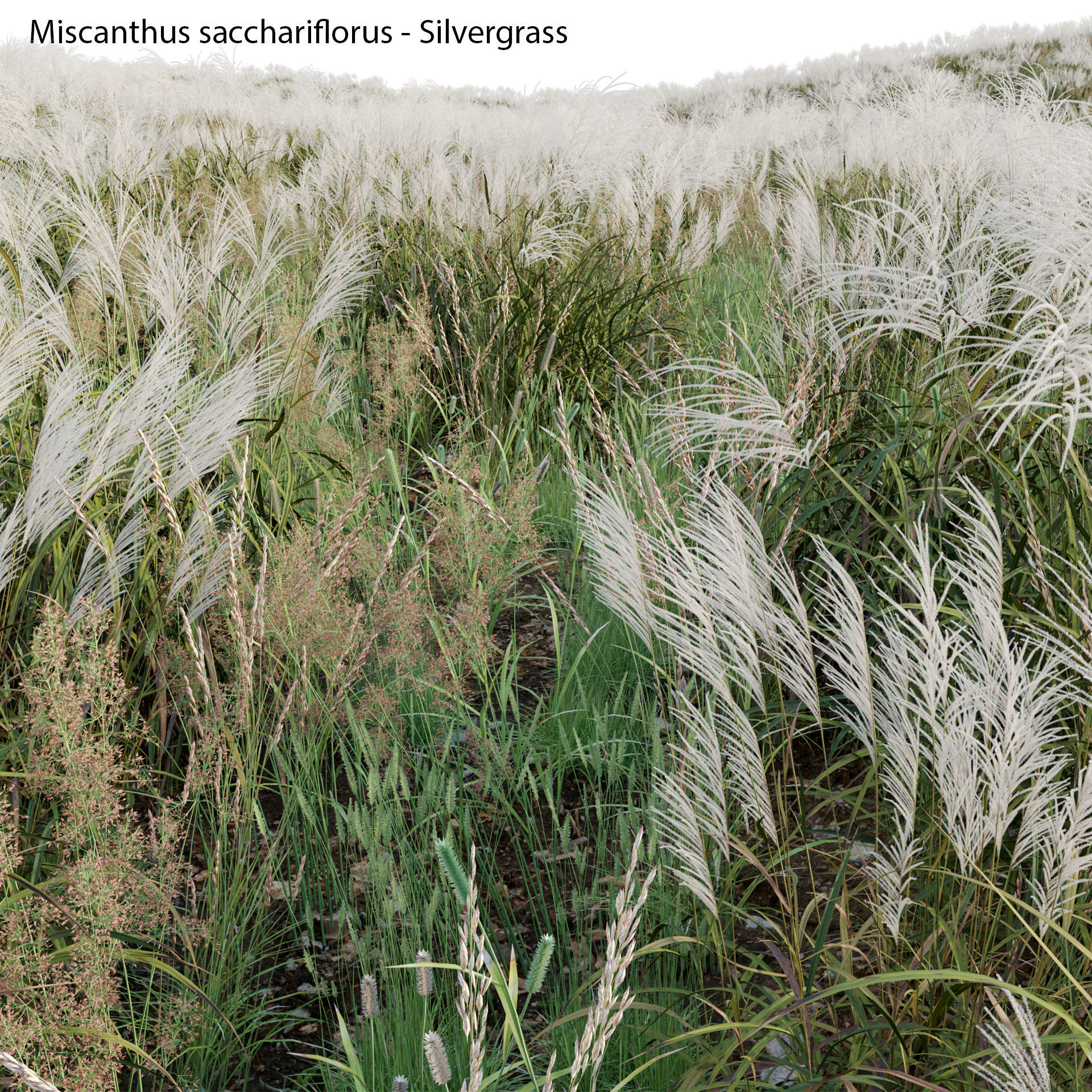 Miscanthus sacchariflorus - Silvergrass 03 3D model_4