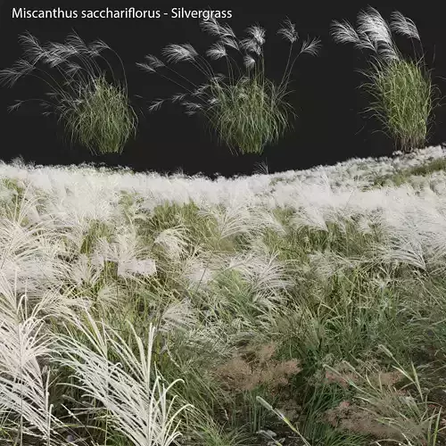 Miscanthus sacchariflorus - Silvergrass 03