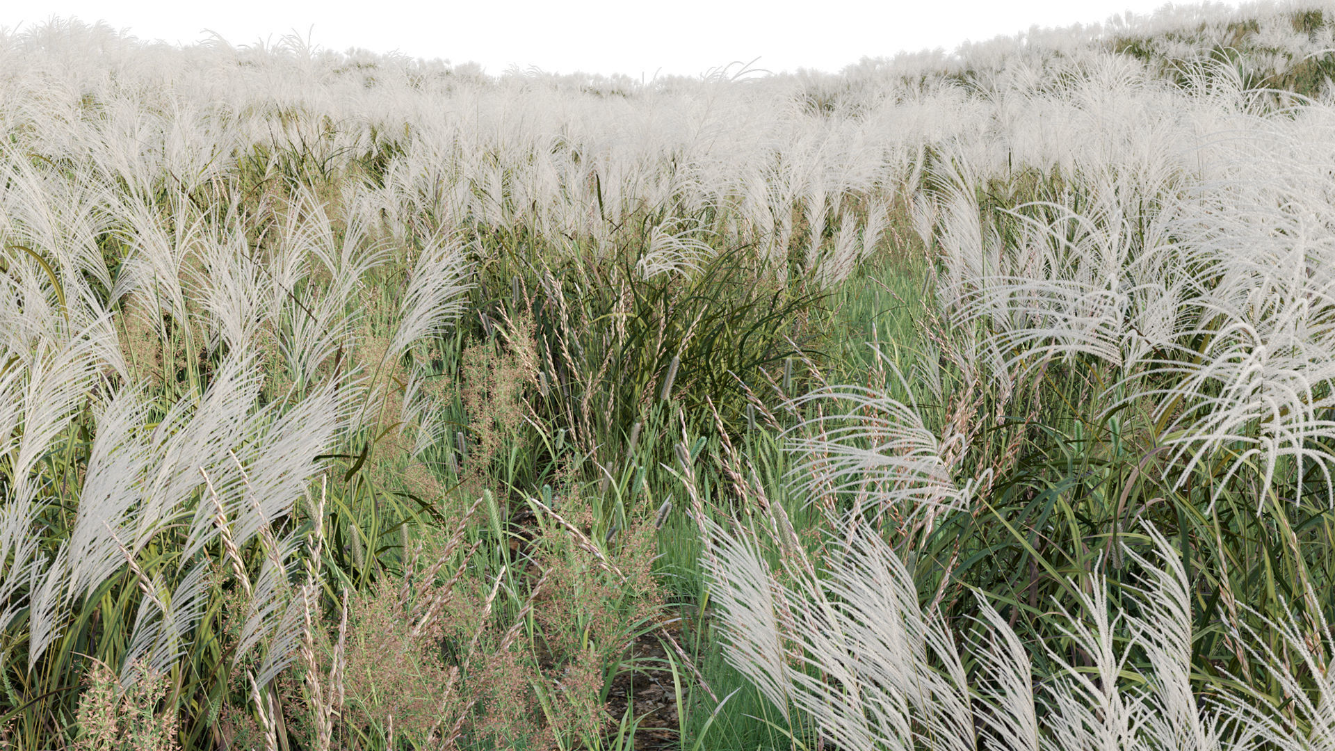 Miscanthus sacchariflorus - Silvergrass 03 3D model_8