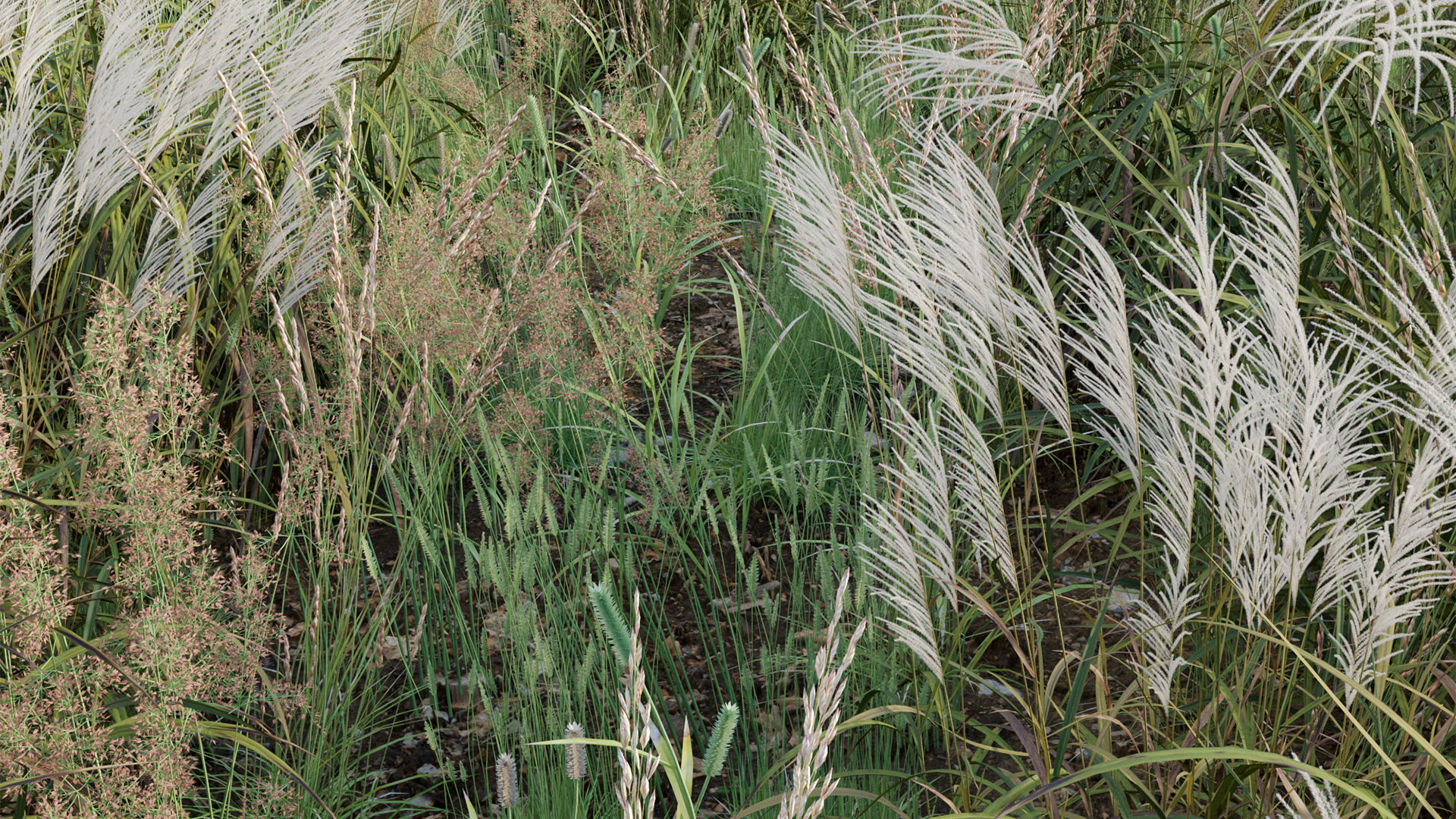 Miscanthus sacchariflorus - Silvergrass 03 3D model_7