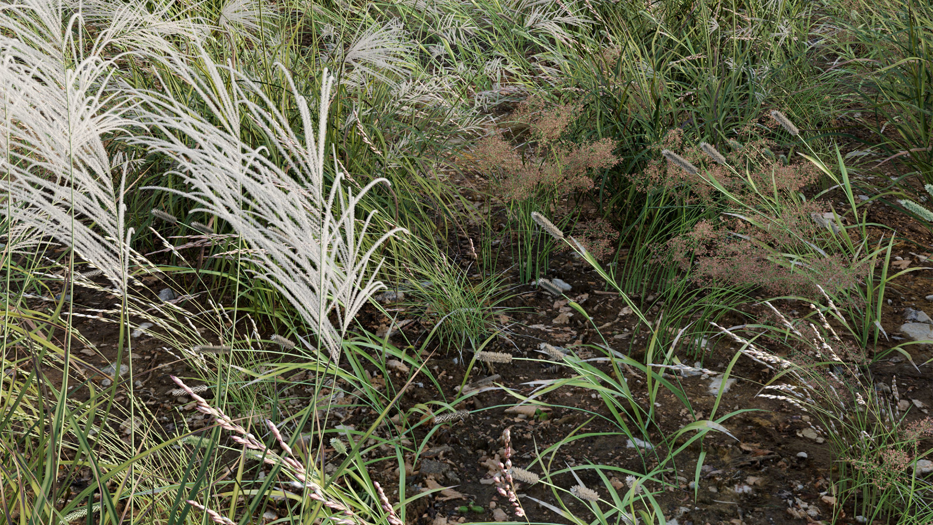 Miscanthus sacchariflorus - Silvergrass 03 3D model_10