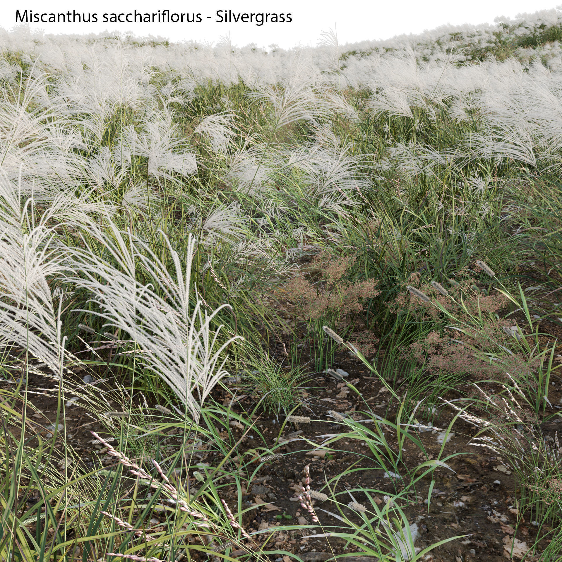 Miscanthus sacchariflorus - Silvergrass 03 3D model_3