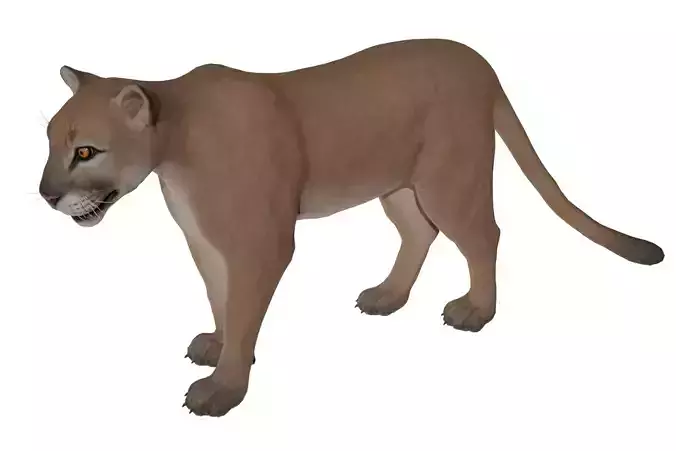 Cougar  Low-poly 3D model