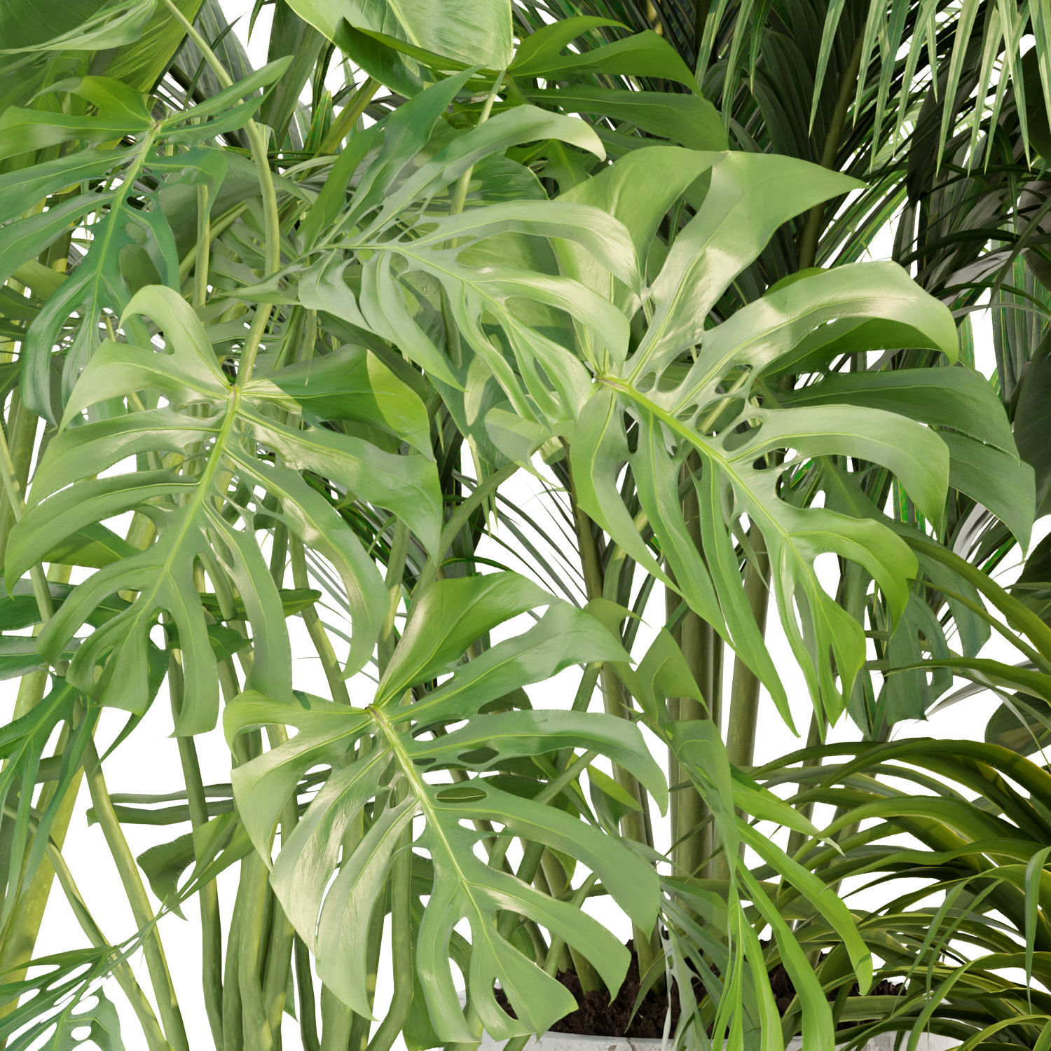 Collection of plants vol 3 3D Models  _15