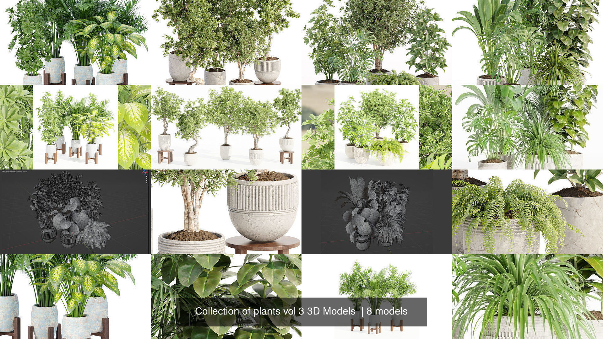 Collection of plants vol 3 3D Models  _1