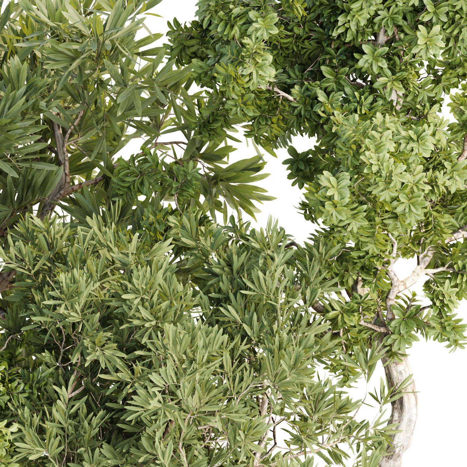 Collection of plants vol 3 3D Models  _9