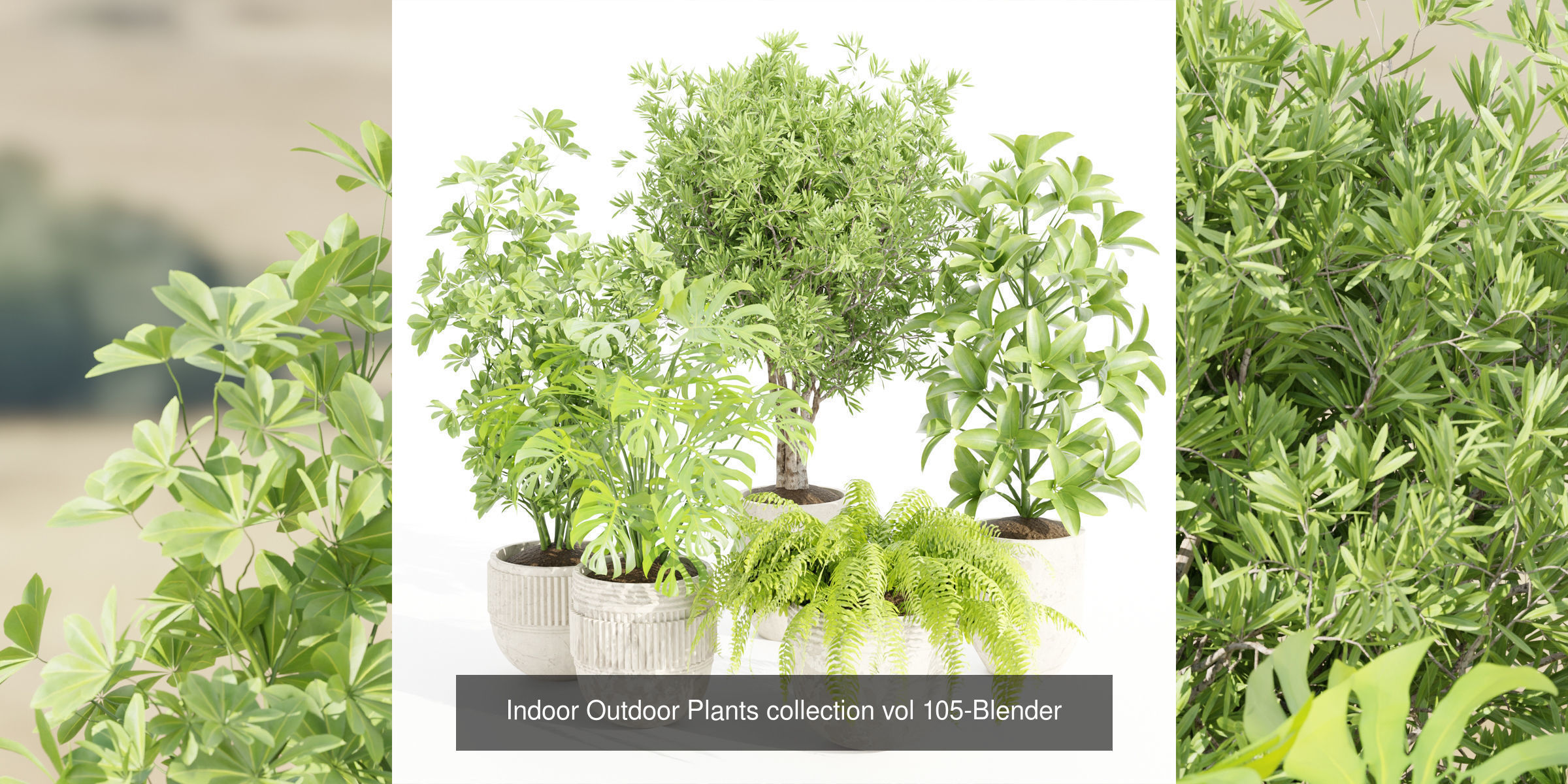 Collection of plants vol 3 3D Models  _5