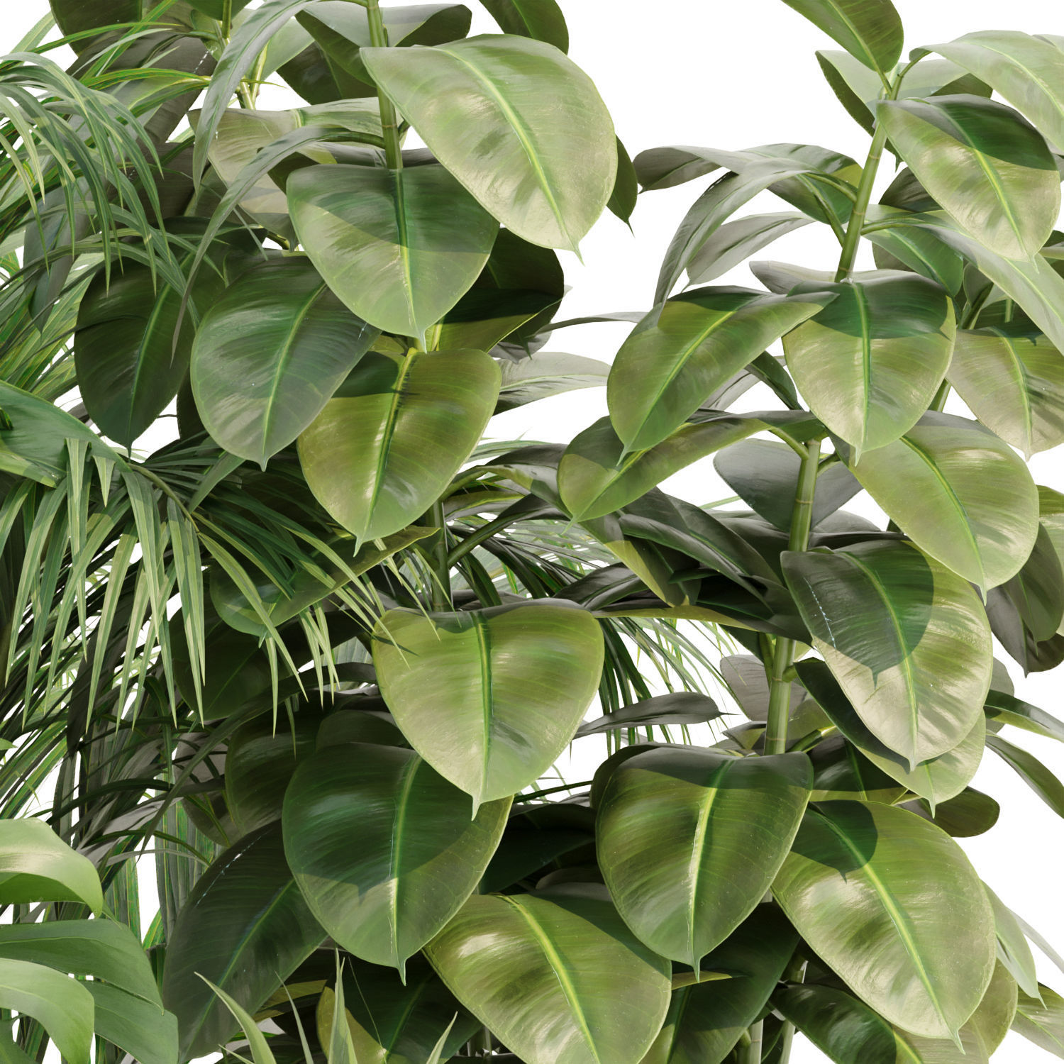 Collection of plants vol 3 3D Models  _12
