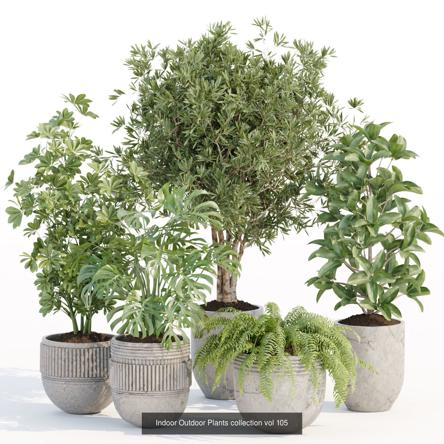 Collection of plants vol 3 3D Models  _4