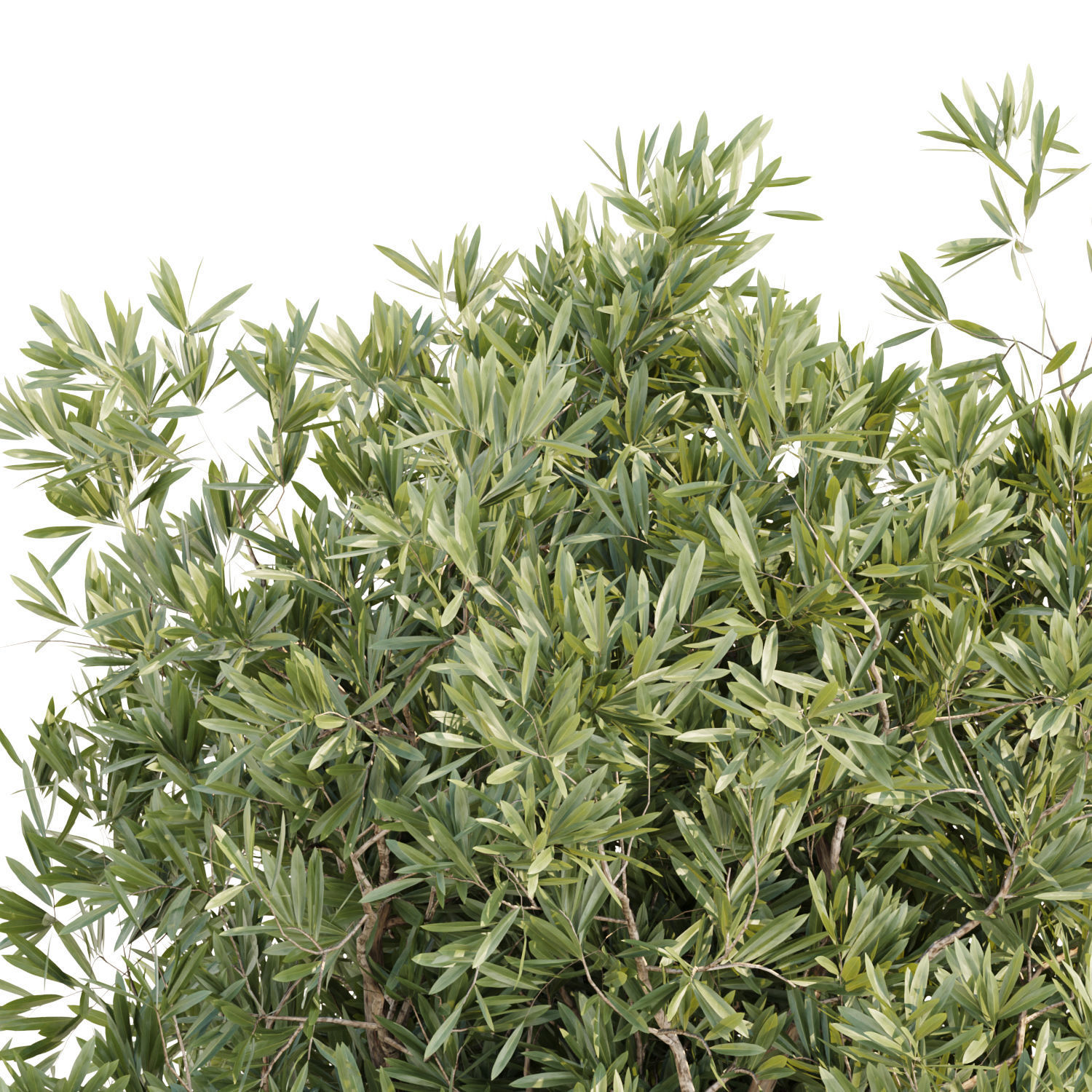 Collection of plants vol 3 3D Models  _14