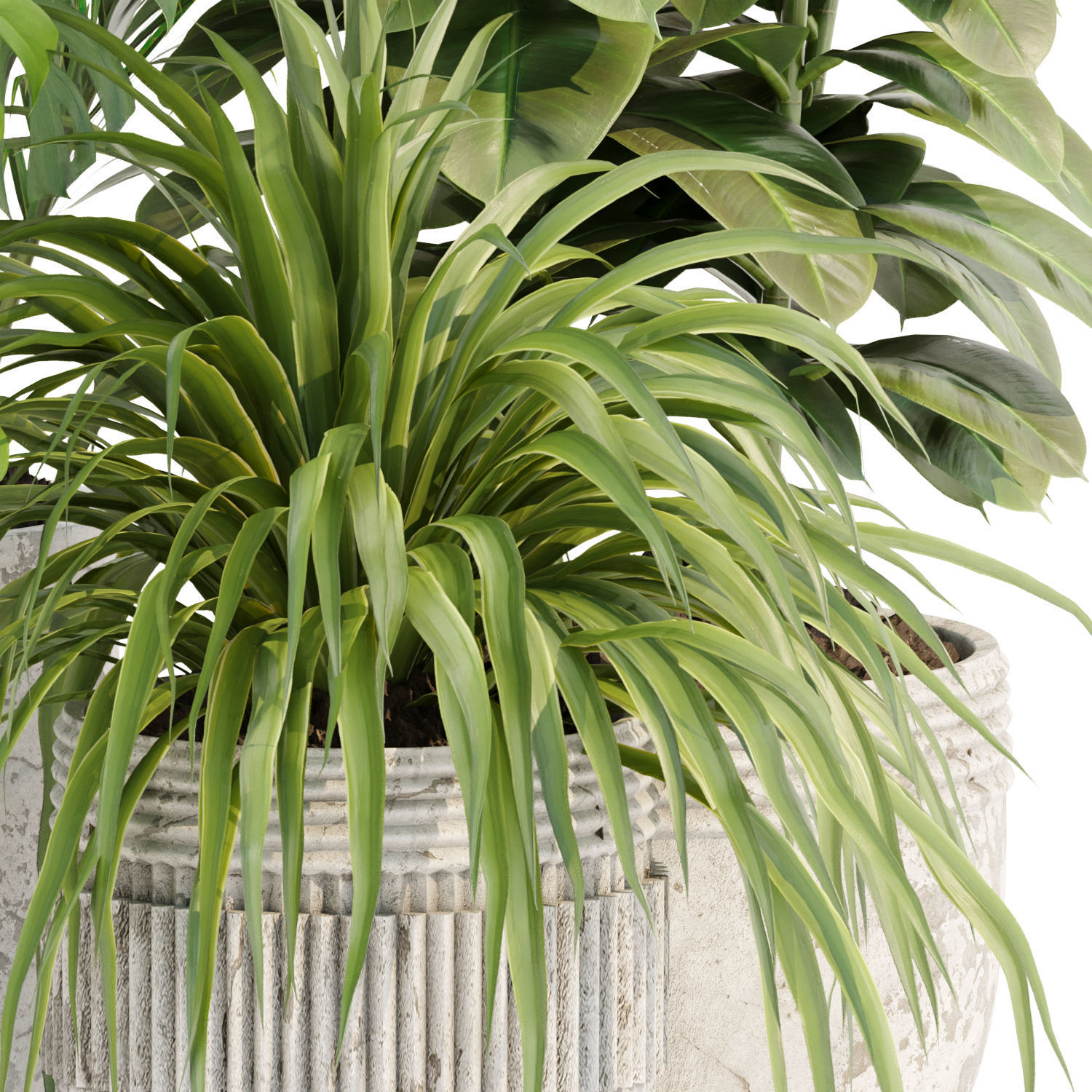 Collection of plants vol 3 3D Models  _13