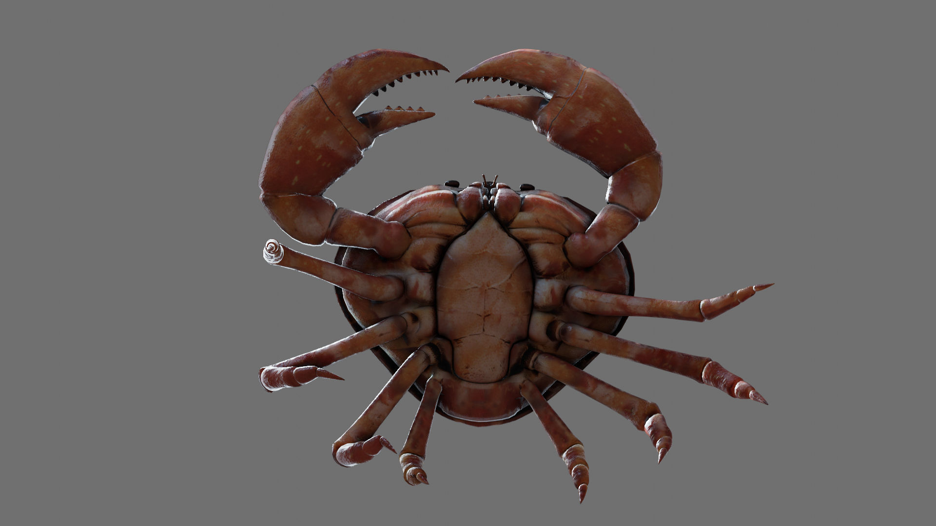 Crab animated walkcycle Low-poly 3D model_3