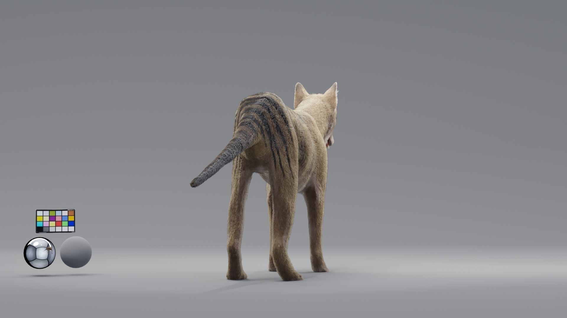 tylacine marsupial wolf Low-poly 3D model_1
