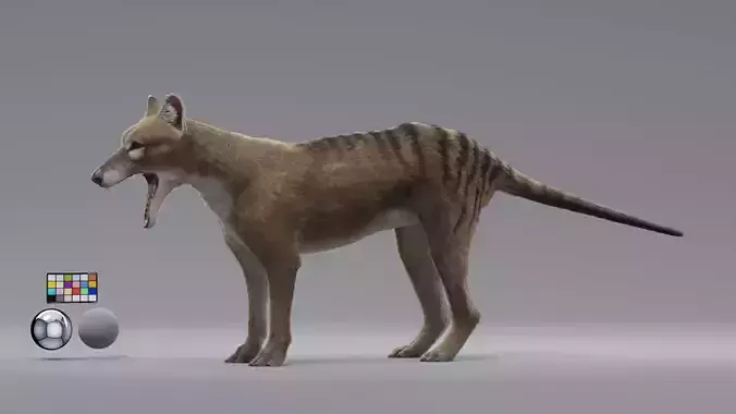 tylacine marsupial wolf Low-poly 3D model tylacine marsupial wolf Low-poly 3D model