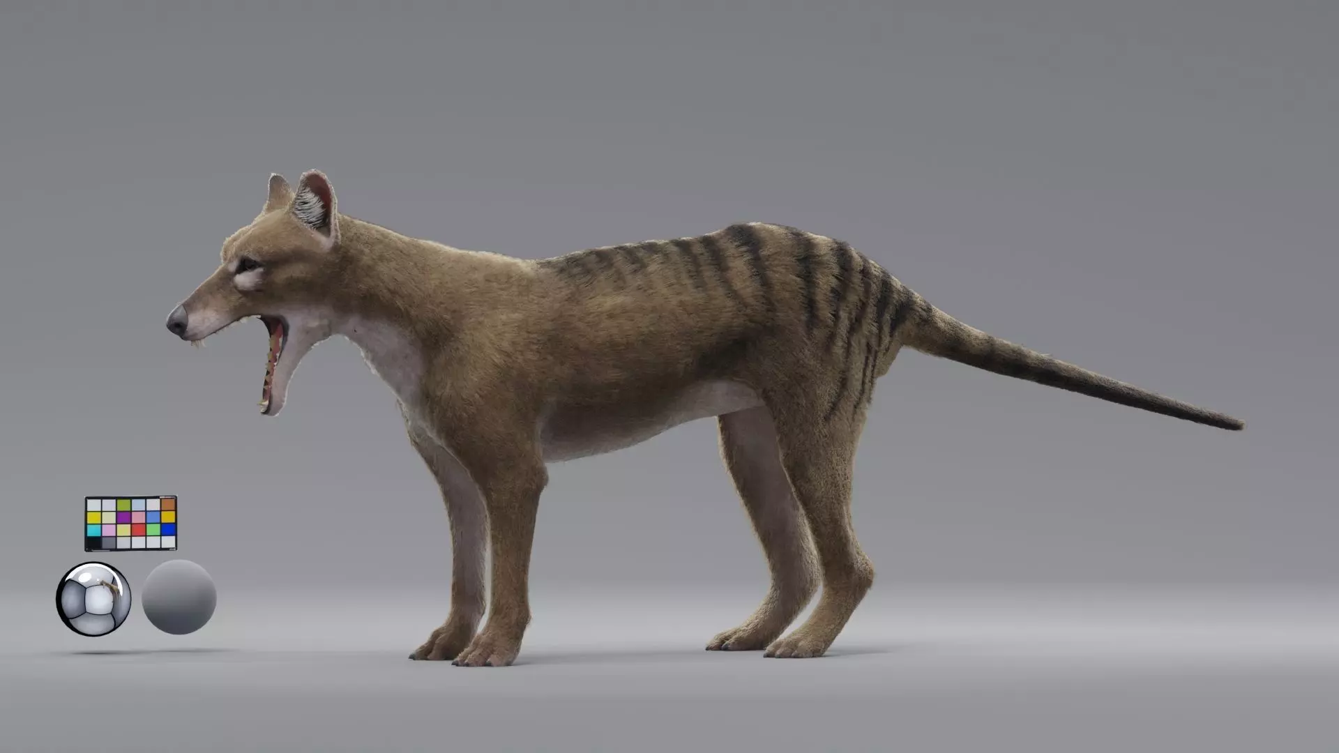 tylacine marsupial wolf Low-poly 3D model_0