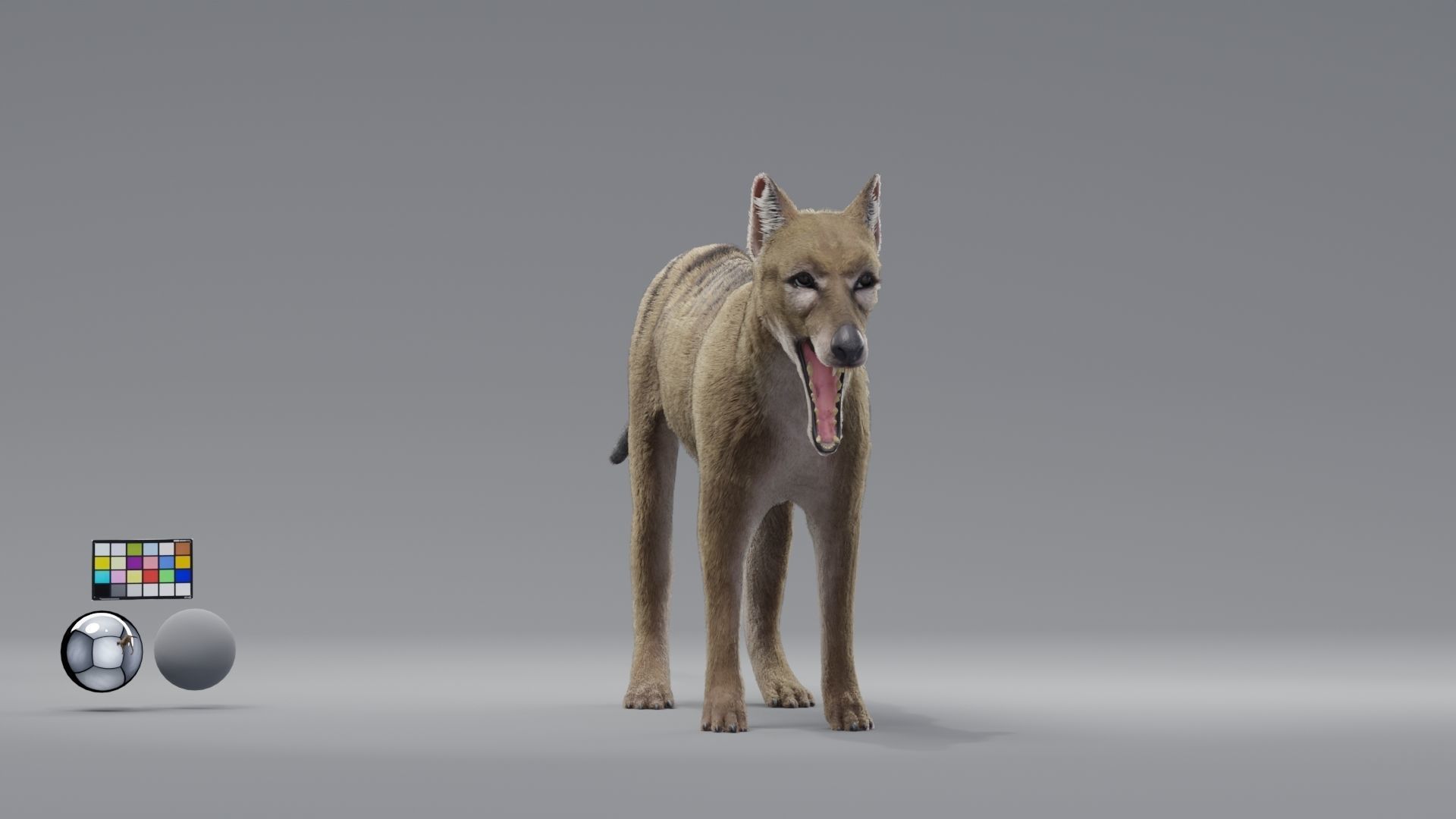 tylacine marsupial wolf Low-poly 3D model_2