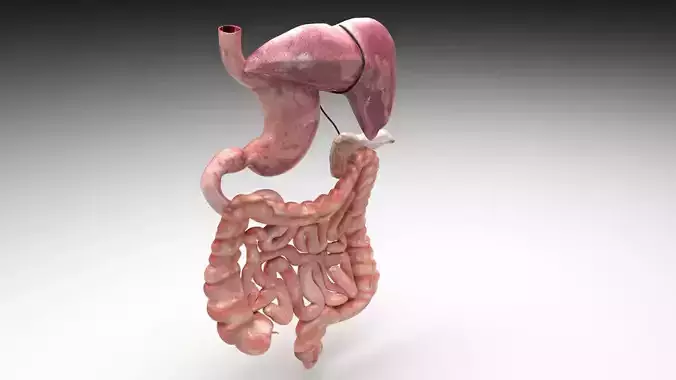 Digestive System 3D model