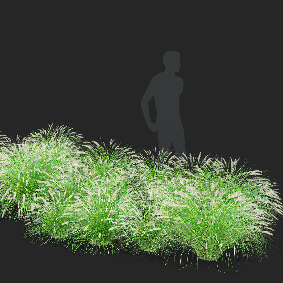 Pennisetum alopecuroides 3D model_8
