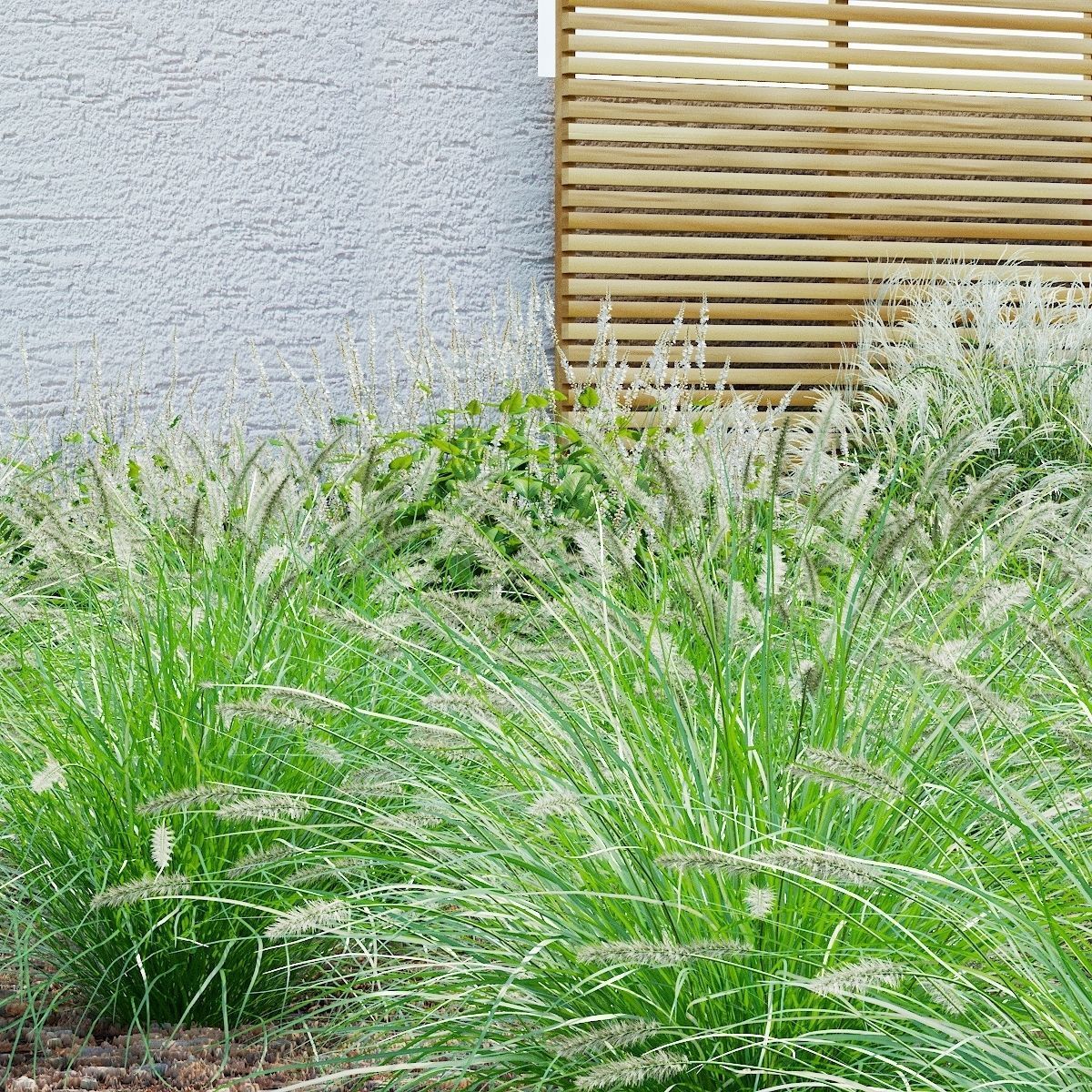 Pennisetum alopecuroides 3D model_1