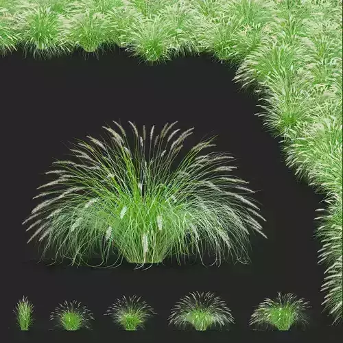 Pennisetum alopecuroides 