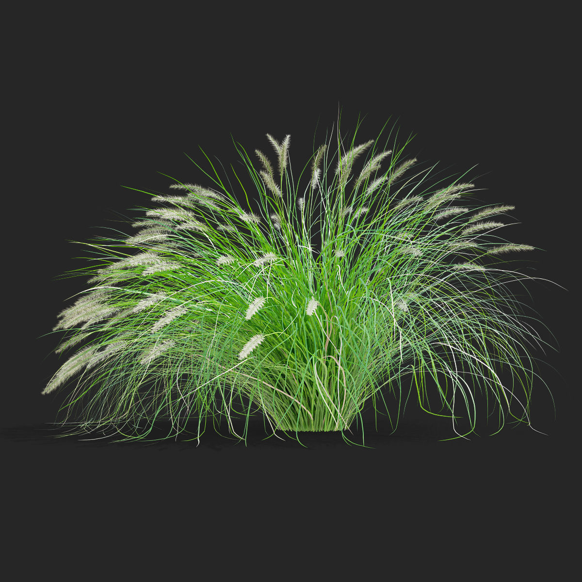 Pennisetum alopecuroides 3D model_3