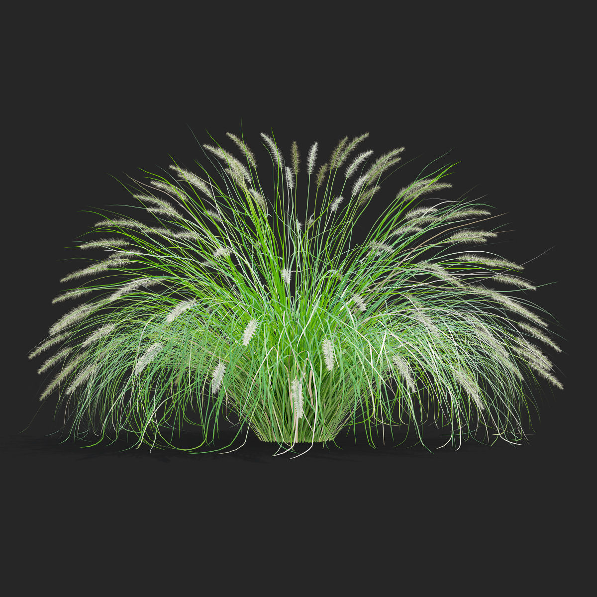 Pennisetum alopecuroides 3D model_4