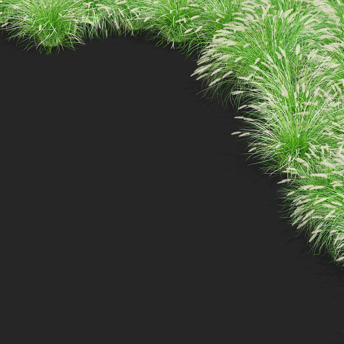 Pennisetum alopecuroides 3D model_10