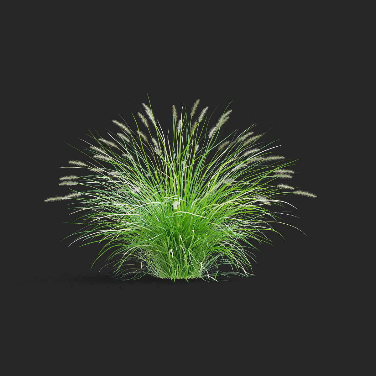 Pennisetum alopecuroides 3D model_5