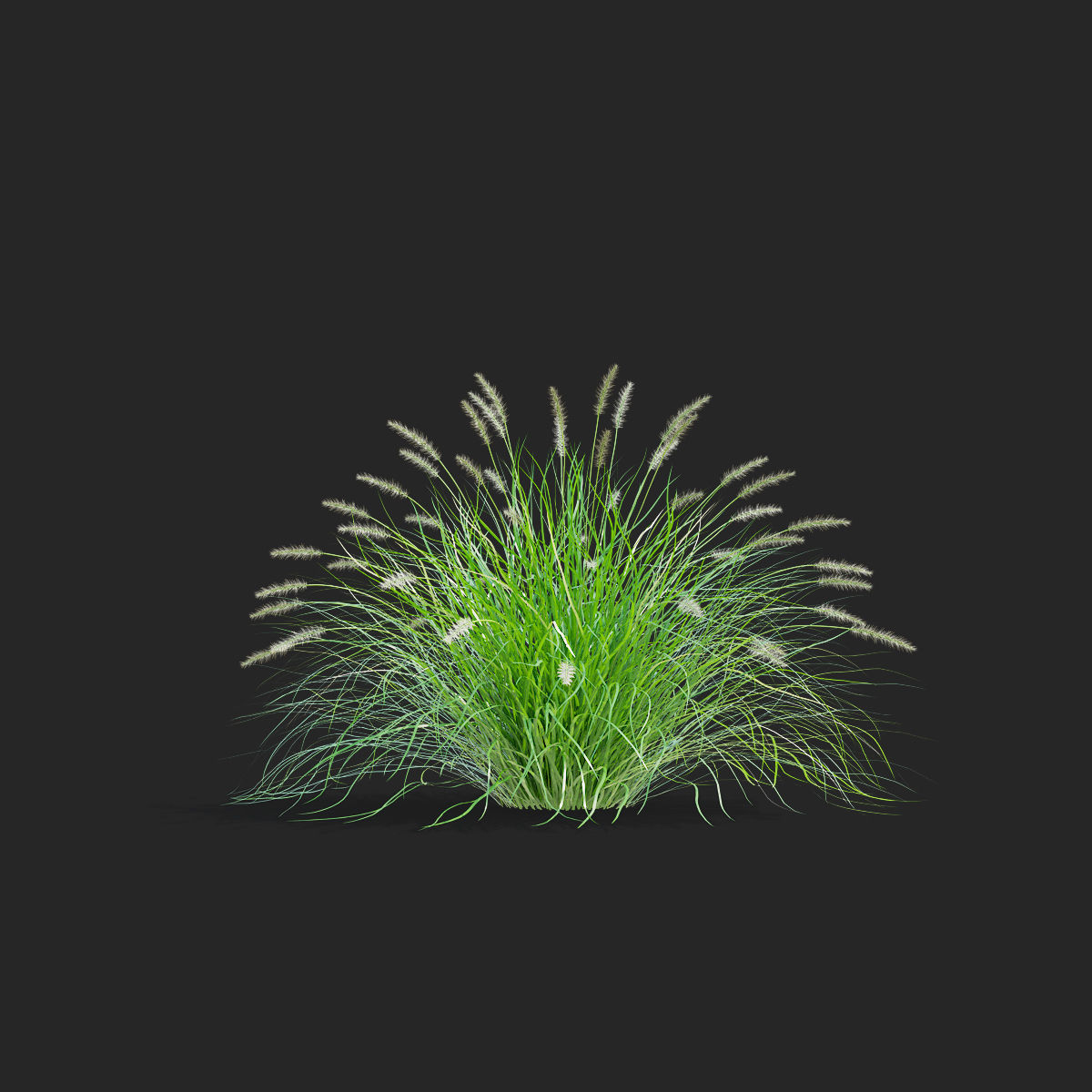 Pennisetum alopecuroides 3D model_6