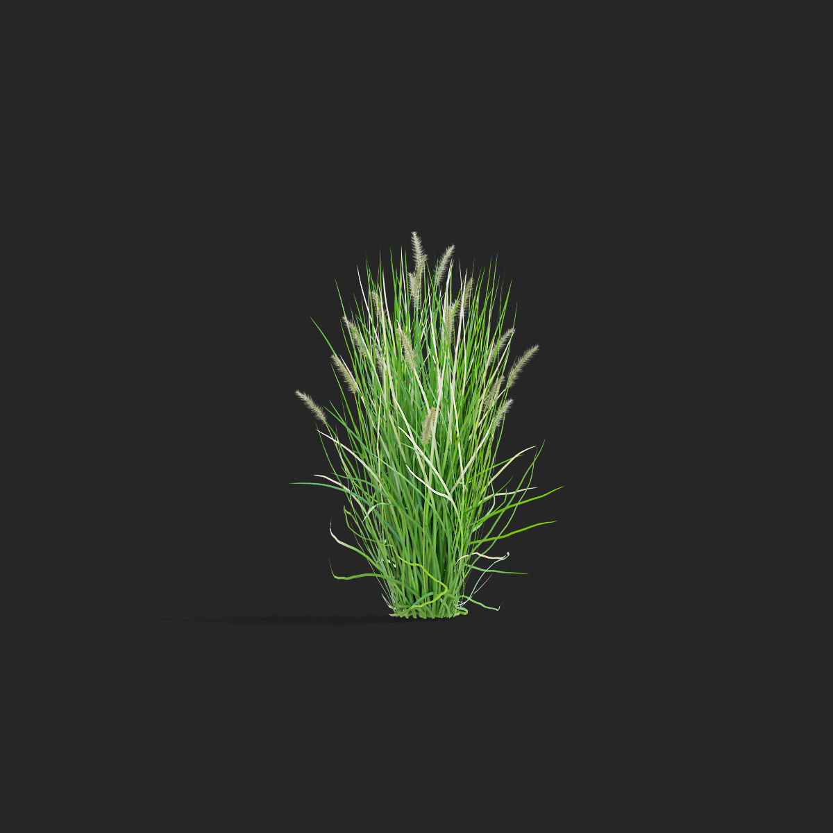 Pennisetum alopecuroides 3D model_7