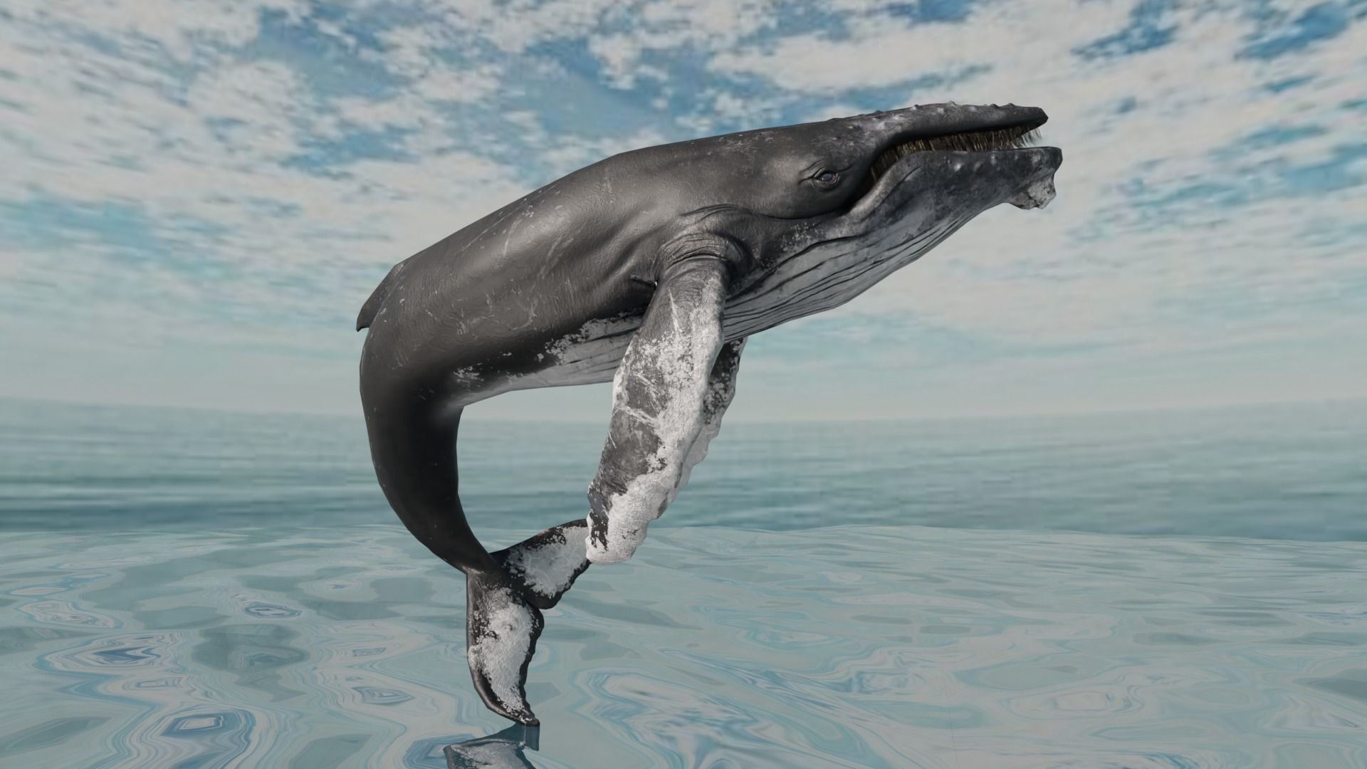 Humbpack Whale Animated Low-poly 3D model_12