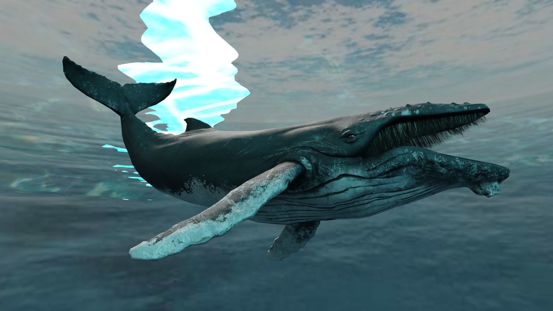 Humbpack Whale Animated Low-poly 3D model_6