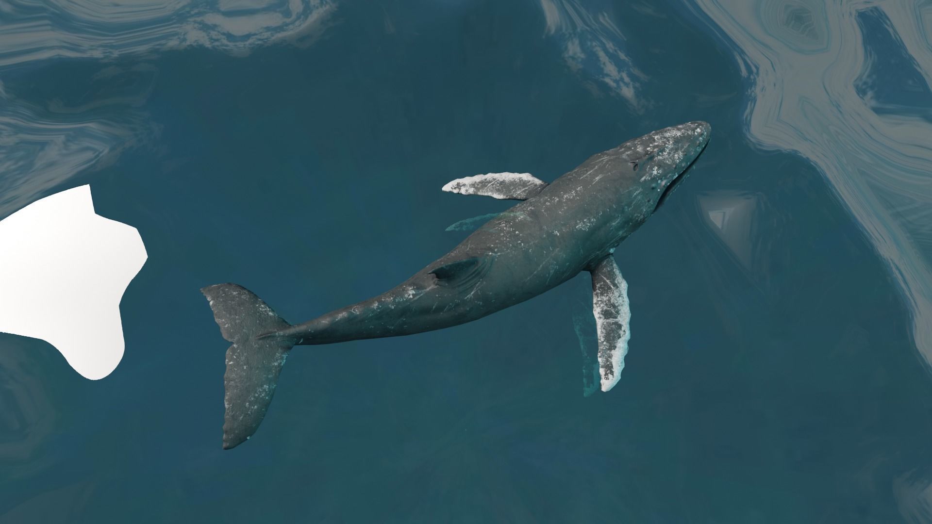 Humbpack Whale Animated Low-poly 3D model_7