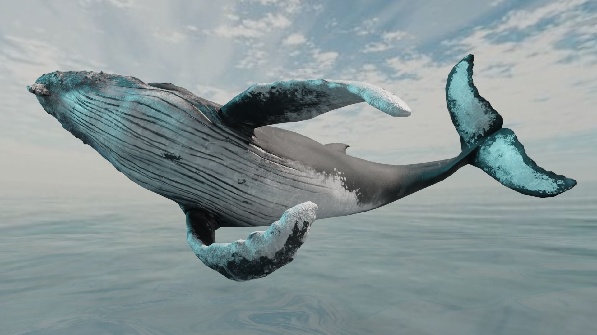 Humbpack Whale Animated Low-poly 3D model_9