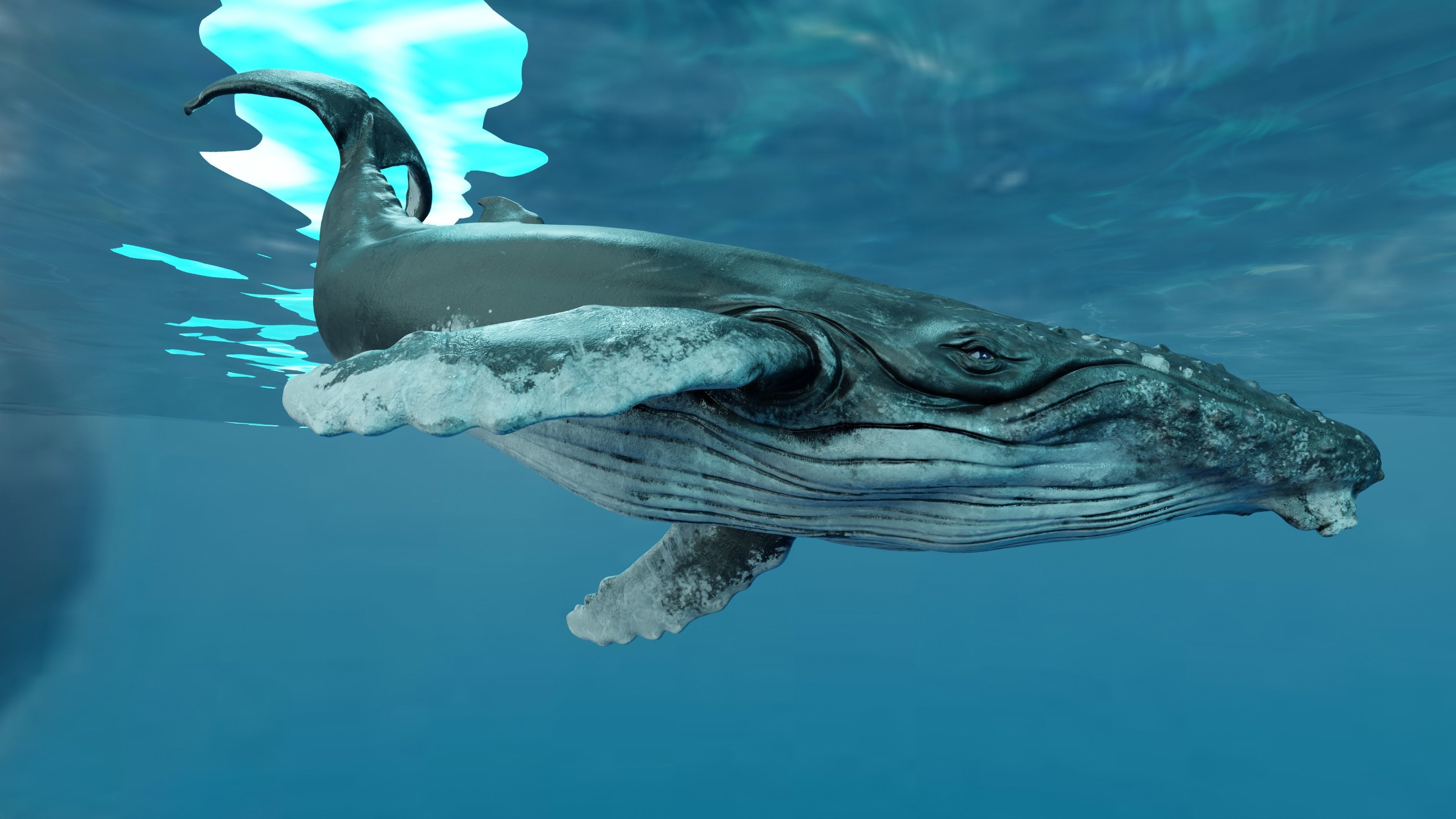 Humbpack Whale Animated Low-poly 3D model_3