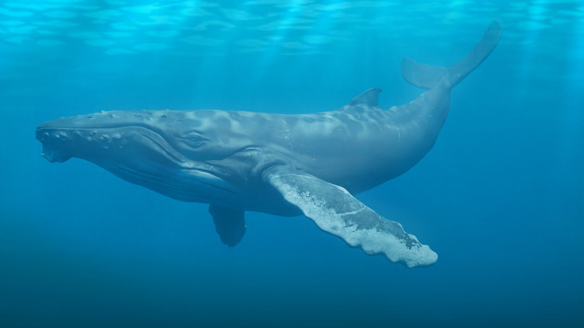 Humbpack Whale Animated Low-poly 3D model_2