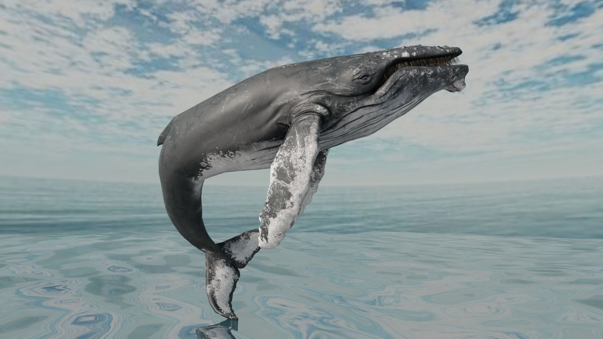 Humbpack Whale Animated Low-poly 3D model_11