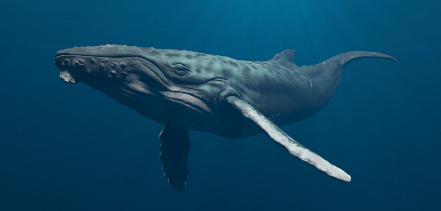 Humbpack Whale Animated Low-poly 3D model_1