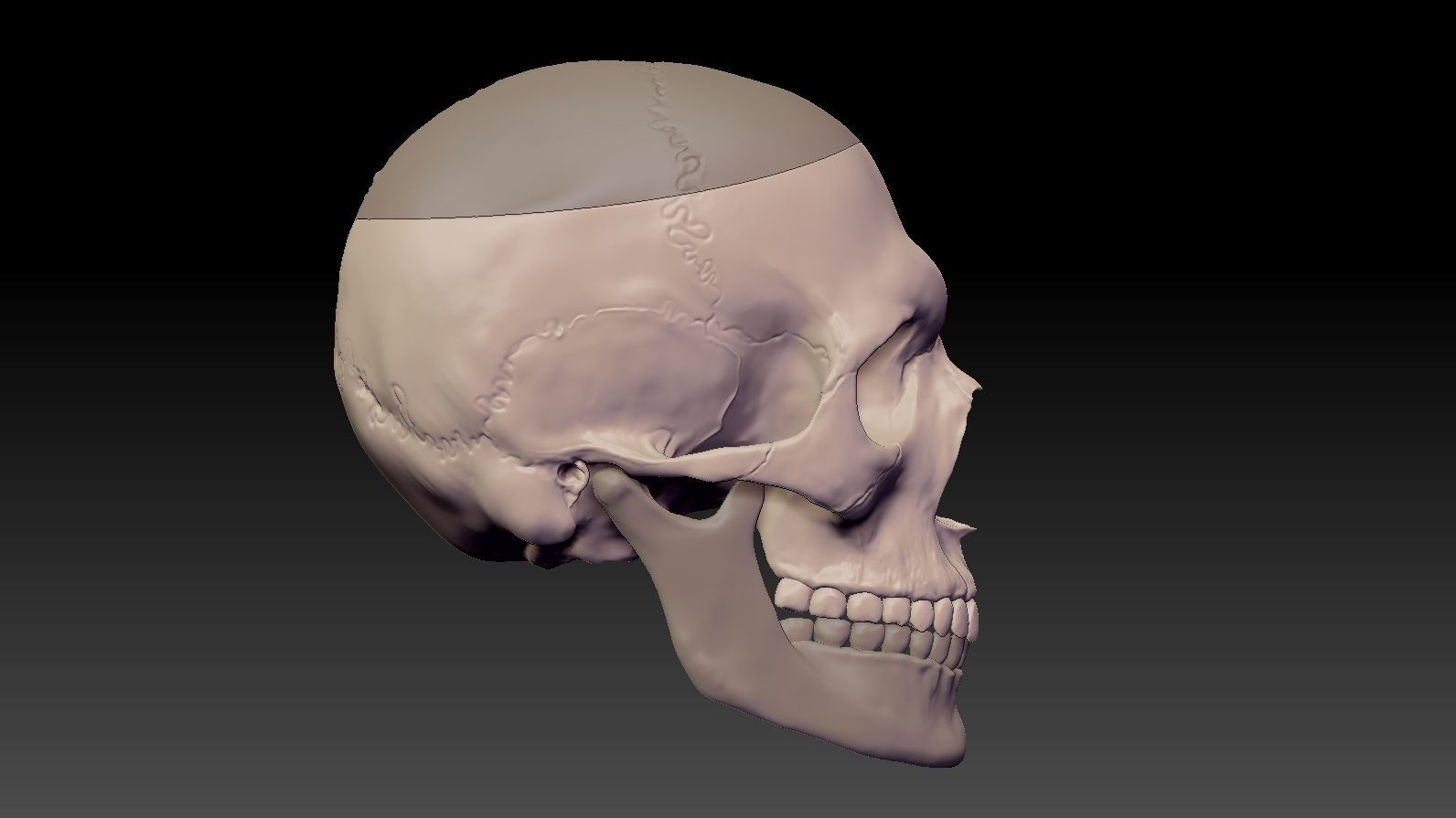 Skull 3d Print model human 3D print model_31