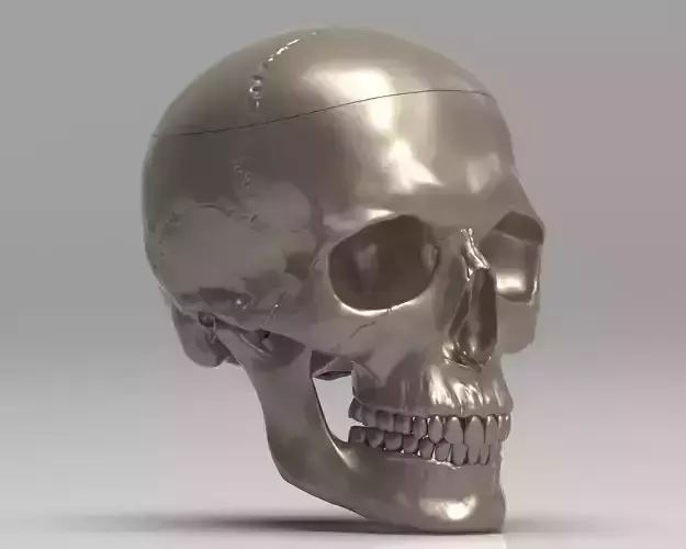 Skull 3d Print model human 3D print model