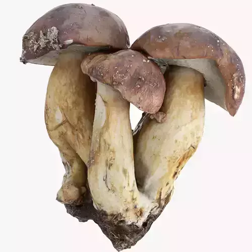 Imleria Badia or Polish mushroom Low-poly 3D model