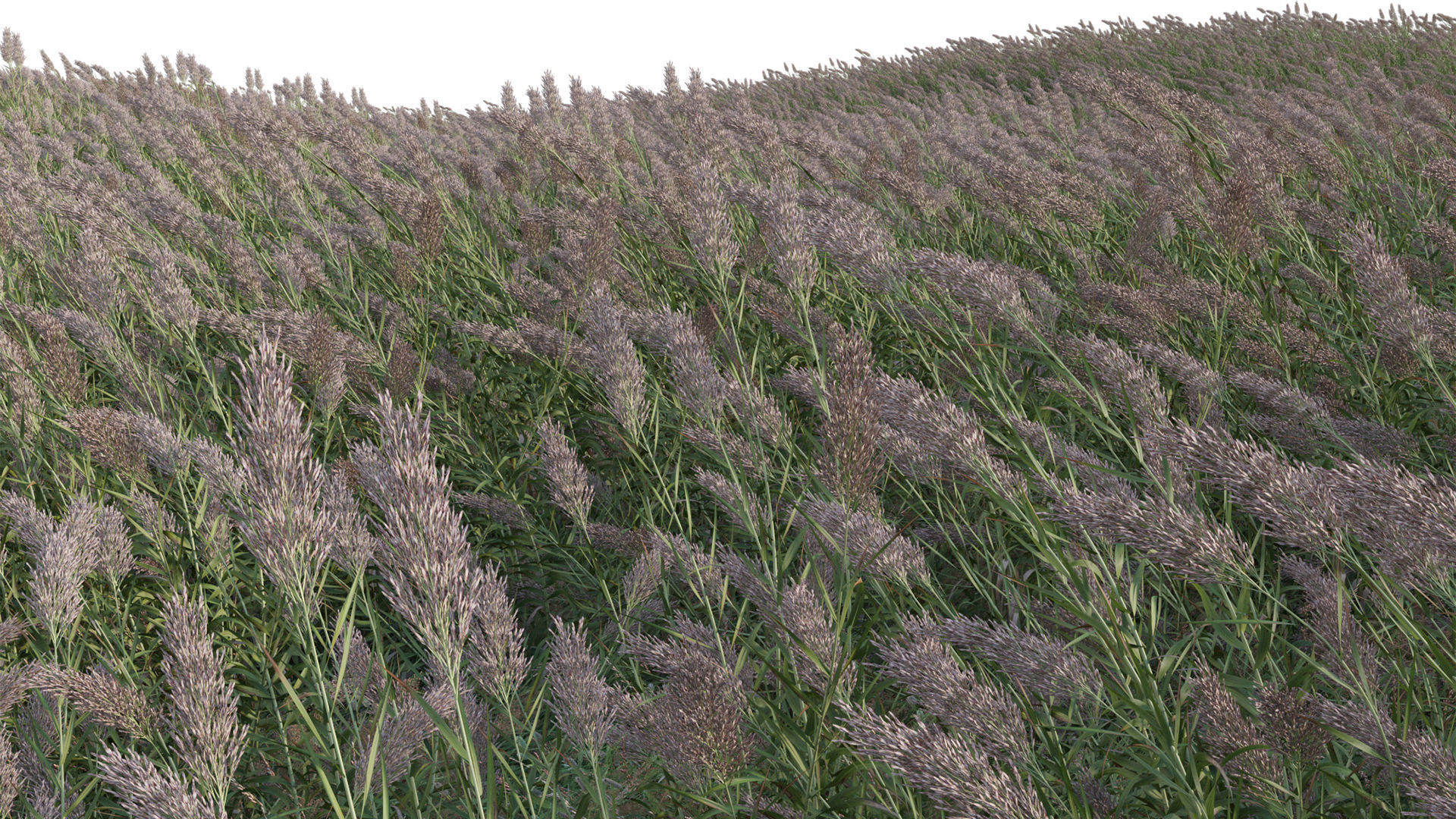 Arundo donax - Giant Reed - Spanish Reed 01 3D model_9