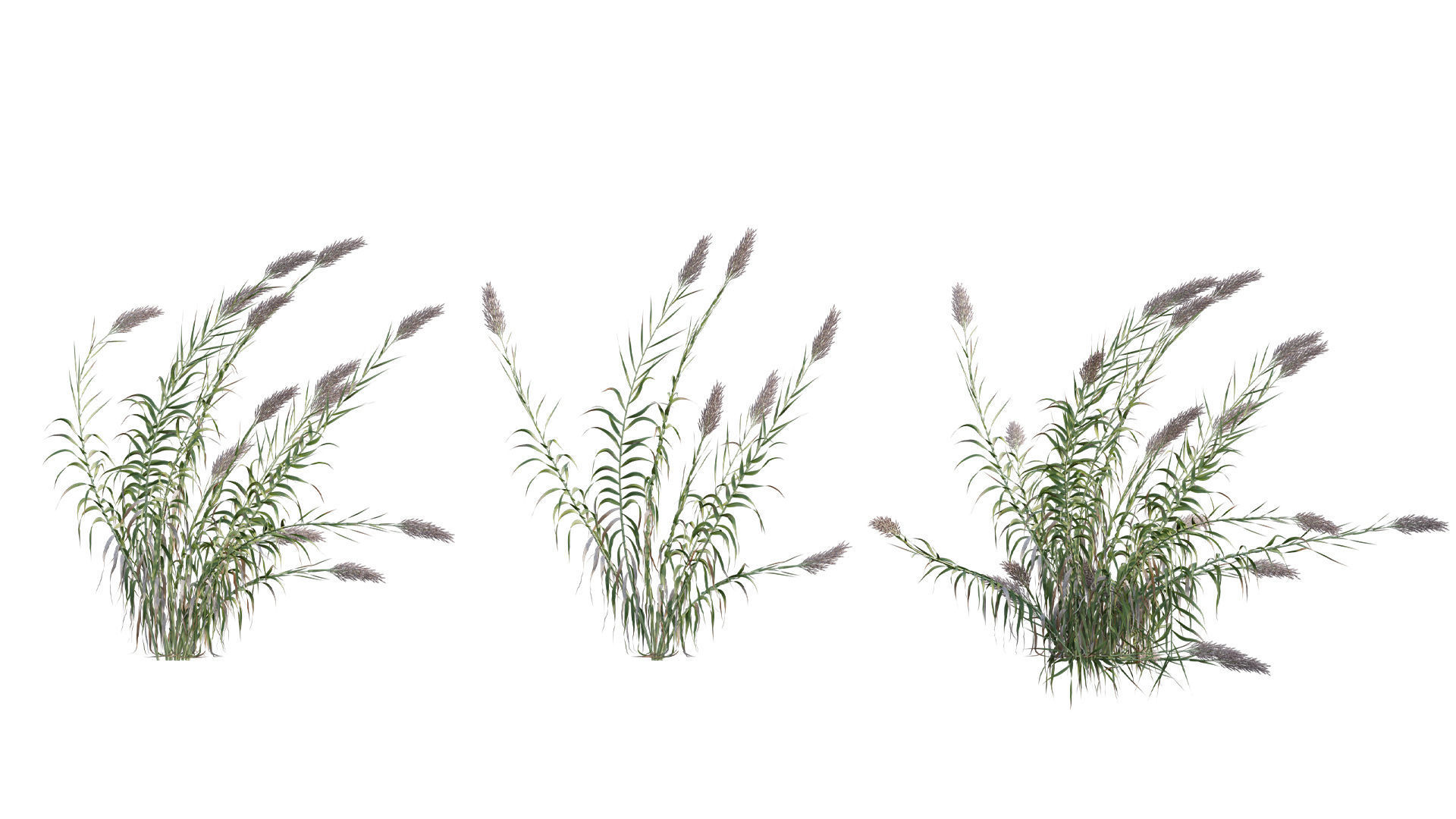 Arundo donax - Giant Reed - Spanish Reed 01 3D model_2