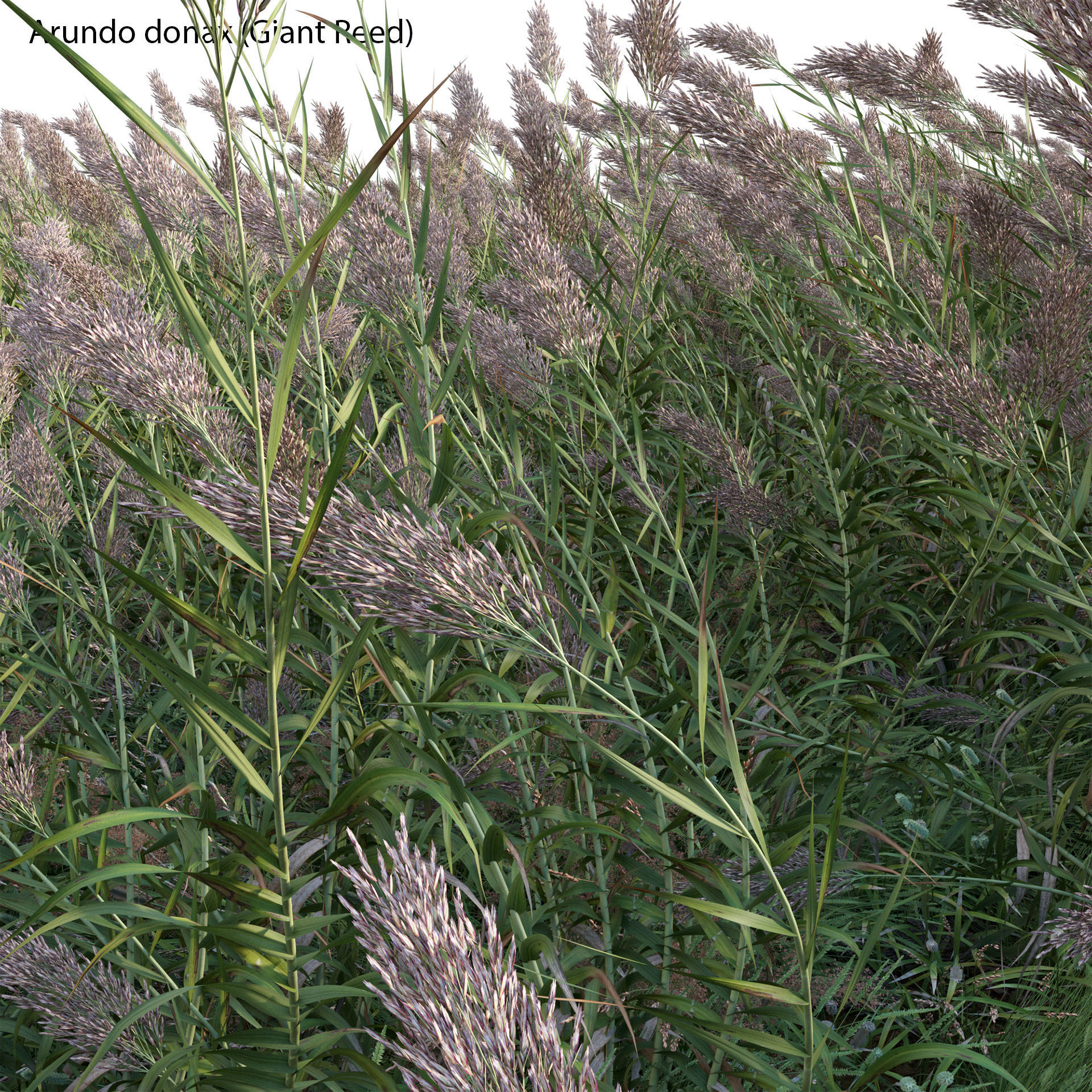Arundo donax - Giant Reed - Spanish Reed 01 3D model_3