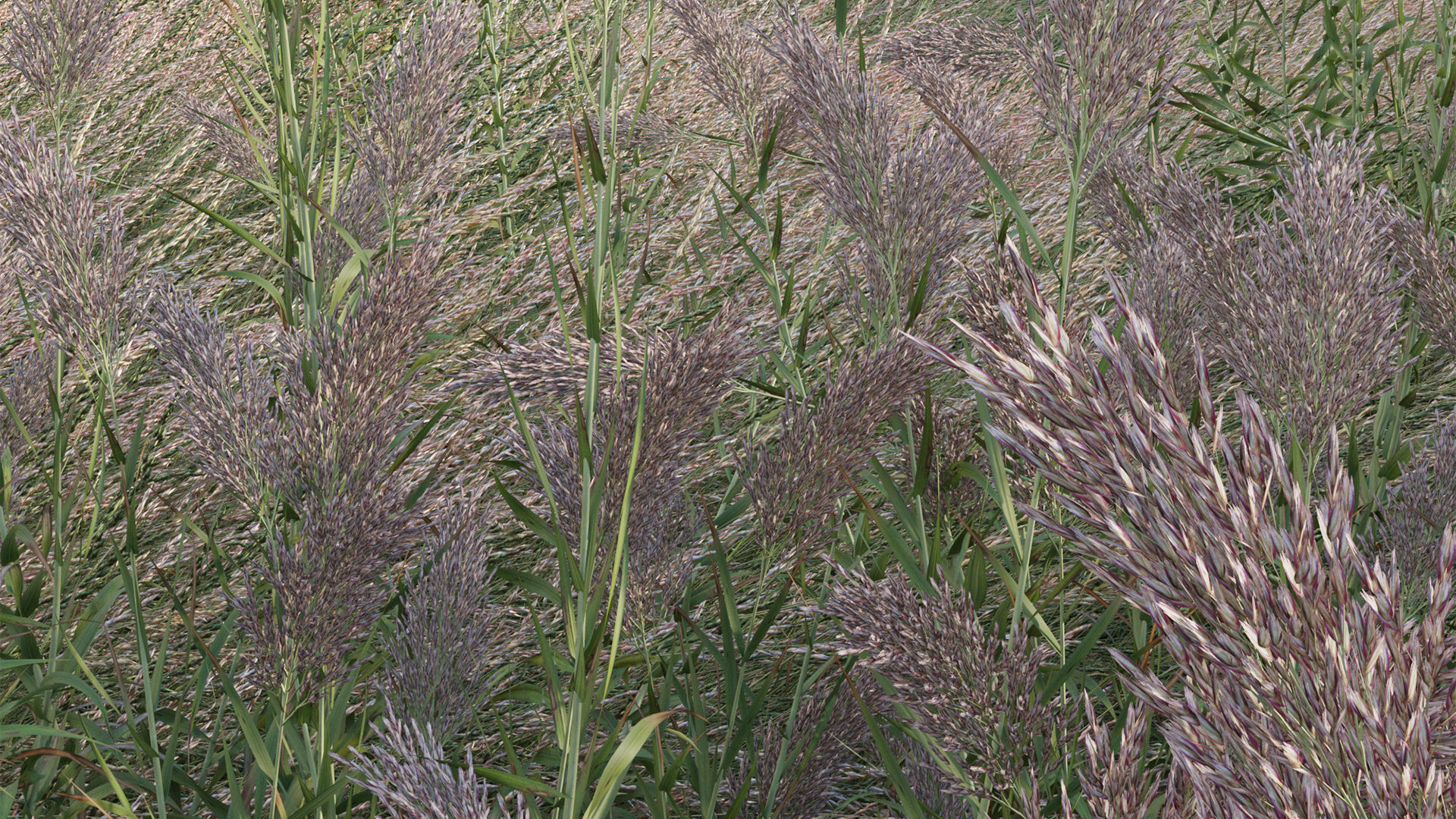 Arundo donax - Giant Reed - Spanish Reed 01 3D model_6